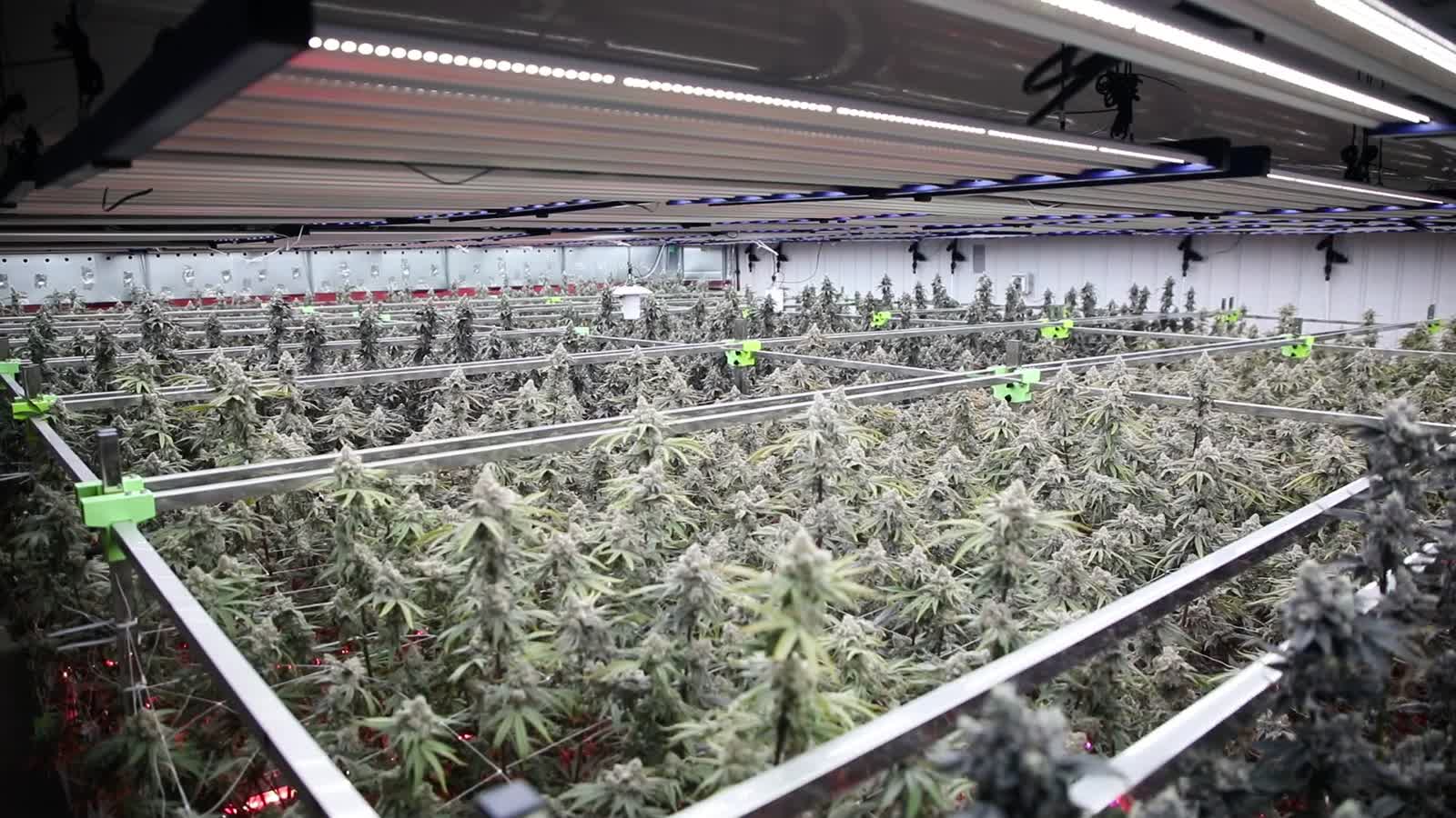 Flower room ambient wide view