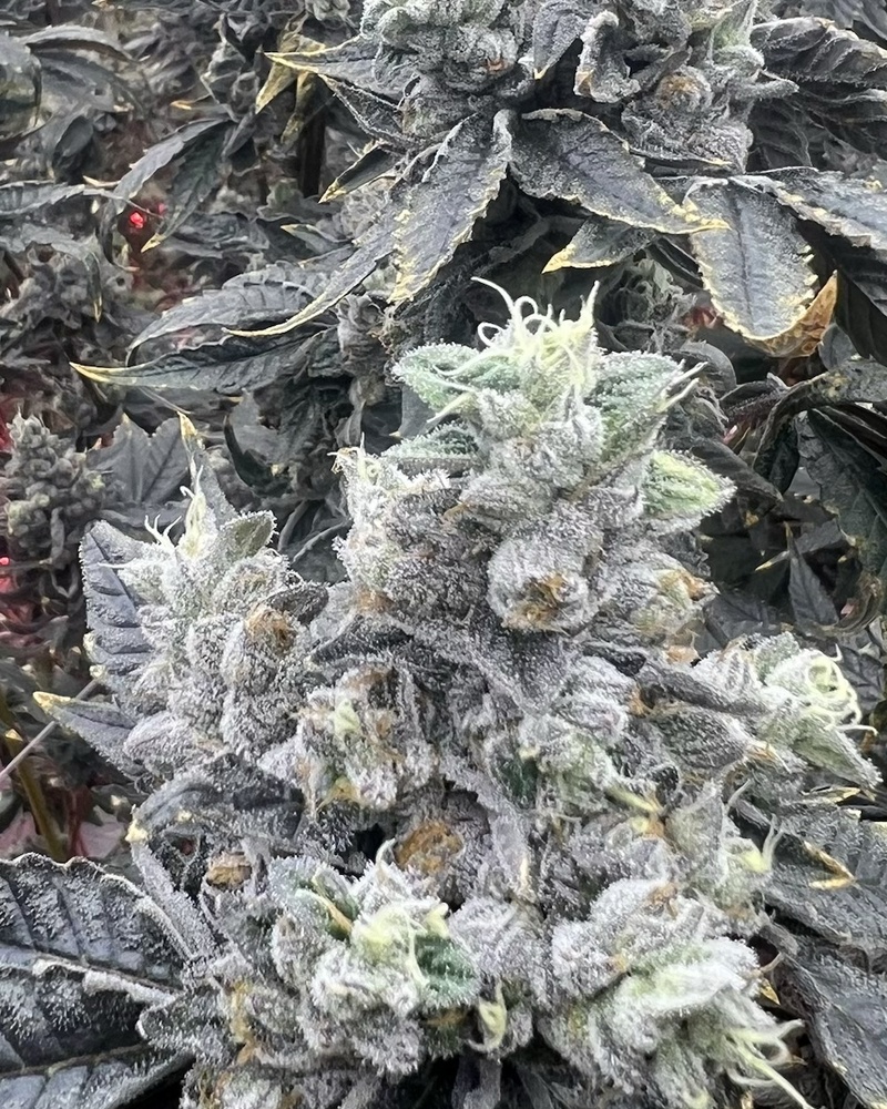 Karamel Kutthroat flower in cultivation