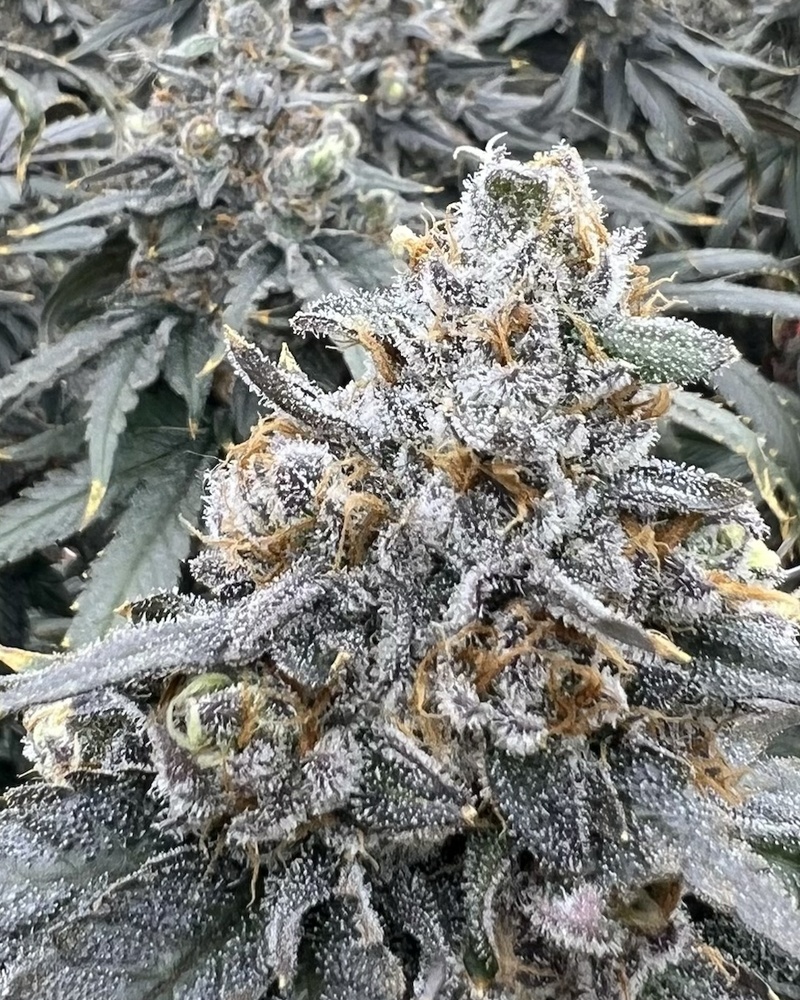Space Guava flower profile