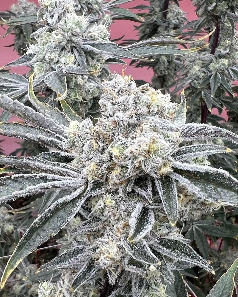 White Widow flower profile
